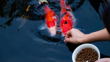 Địa chỉ mua thức ăn cá Koi tốt nhất tại Hà Nội