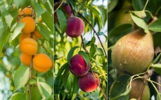 Địa chỉ mua giống cây ăn quả, cây hoa uy tín nhất Hà Nội