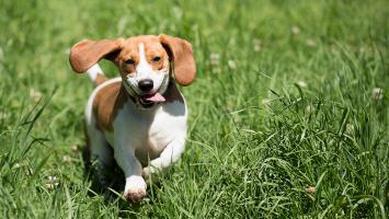 Giống chó tốt nhất để bạn nuôi trong nhà