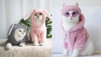 Cửa hàng phụ kiện thú cưng uy tín nhất tỉnh Kon Tum