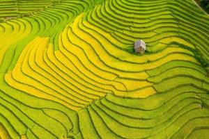 Bài thơ viết về cánh đồng lúa quê hương hay nhất