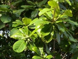 Bài văn tả cây bàng hay nhất