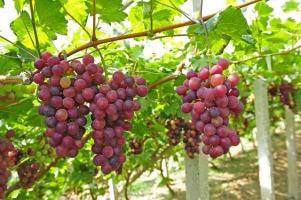 Bài văn tả giàn cây nho (lớp 5) hay nhất