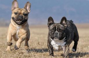 Địa chỉ mua chó bulldog Pháp uy tín tại Hà Nội