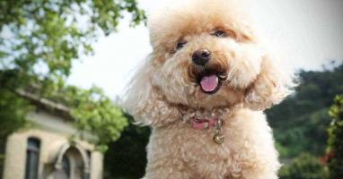 Địa chỉ bán chó Poodle uy tín nhất tại Hà Nội