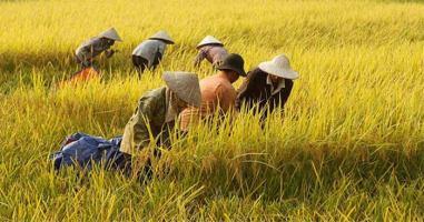 Bài văn nghị luận về đức tính chăm chỉ (lớp 9) hay nhất