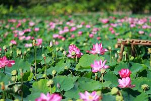 Bài soạn Đồng Tháp Mười mùa nước nổi (Ngữ văn 6 sách Cánh Diều) hay nhất