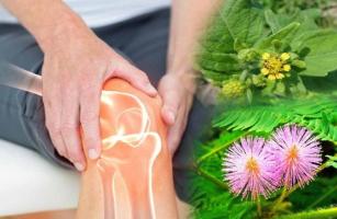 Bài thuốc dân gian trị đau xương khớp