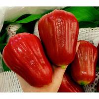Bài văn tả cây roi hay nhất