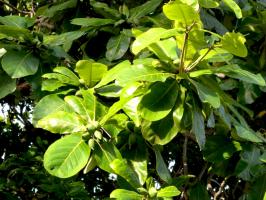 Bài văn thuyết minh, biểu cảm về cây bàng hay nhất