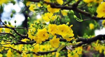 Bài văn thuyết minh về cây mai ngày Tết hay nhất