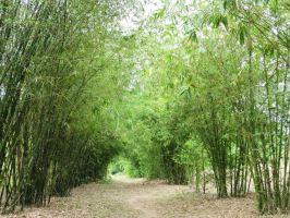 Dàn ý bài văn thuyết minh về cây tre chi tiết nhất