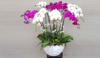 Cây cảnh để bàn ngày Tết mang tài lộc, may mắn vào nhà