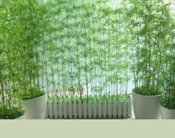 Loại cây trồng hàng rào đẹp, dễ chăm sóc nhất