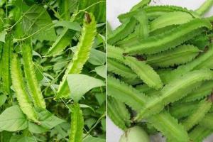 Công dụng của đậu rồng (đỗ khế) đối với sức khỏe, sắc đẹp mà bạn nên biết