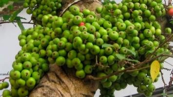 Công dụng tuyệt vời của quả sung có thể bạn chưa biết