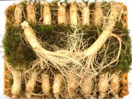 Cửa hàng bán nhân sâm Hàn Quốc uy tín nhất tại TP. HCM