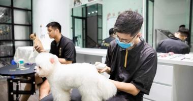 Địa chỉ đào tạo cắt tỉa lông thú cưng chuyên nghiệp nhất Cần Thơ