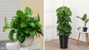 Địa chỉ mua cây xanh văn phòng giá tốt nhất Hà Nội
