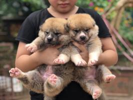 Địa chỉ mua chó Akita uy tín nhất hiện nay