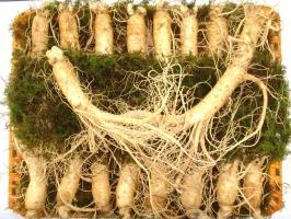 Địa chỉ mua nhân sâm Hàn Quốc chính hãng, uy tín, chất lượng tốt nhất