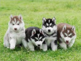 Địa chỉ phối giống chó Alaska, Golden và Samoyed uy tín tại TP. HCM