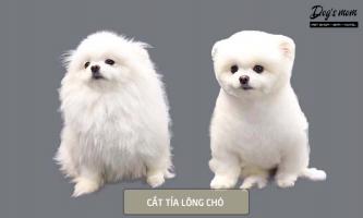 Dịch vụ cắt tỉa lông thú cưng uy tín nhất tại TP. Nha Trang