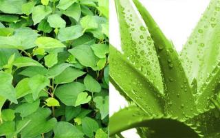 Cách trị mụn hiệu quả nhất bằng rau riếp cá