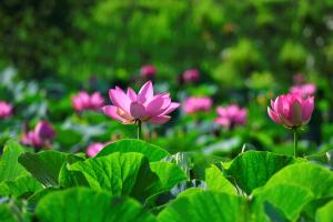 Đoạn văn cảm nhận câu ca dao 