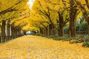 Đường cây đẹp nhất thế giới
