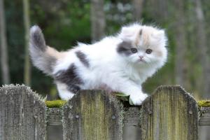 Giống mèo kiển phổ biến được ưa chuộng tại Việt Nam