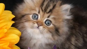 Giống mèo nhỏ nhất thế giới