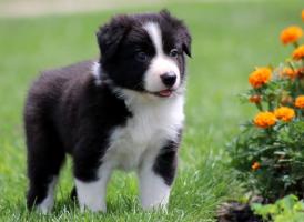 Địa chỉ mua chó Border Collie uy tín nhất tại Hà Nội