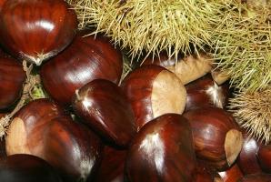 Bài thuốc cực hay từ hạt dẻ