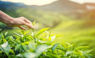 Loại lá dùng để gội đầu sau sinh làm giảm rụng tóc, sạch gàu tốt nhất