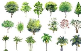 Loài cây độc nhất thế giới