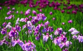 Loài hoa đẹp nhất thế giới