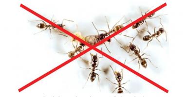 Loại thuốc diệt kiến hiệu quả, chất lượng nhất hiện nay