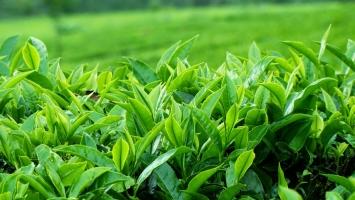 Mẹo chữa bệnh viêm âm đạo hiệu quả nhất