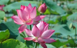 Món ăn được chế biến từ sen