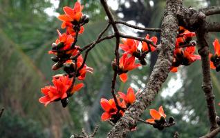 Bài thơ hay về các mùa hoa tháng Ba