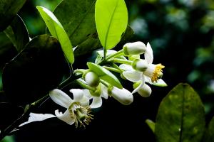 Tản văn viết về hoa bưởi hay nhất