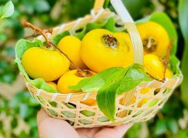 Tản văn viết về tháng tám hay nhất