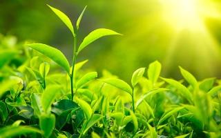 Quốc gia đứng đầu thế giới về sản xuất trà