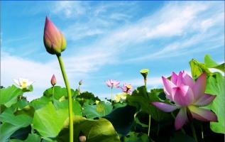 Sản phẩm độc đáo của Sen