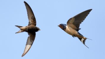 Sự thật thú vị nhất về loài chim yến