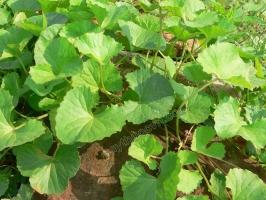 Tác dụng thần kỳ của rau má có thể bạn chưa biết