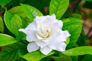 Bài thơ viết về hoa nhài hay nhất