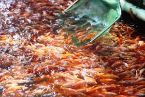 Thông tin thú vị nhất về loài cá diêu hồng
