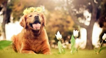 Thú nuôi đắt nhất Thế giới